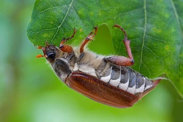 June Bugs