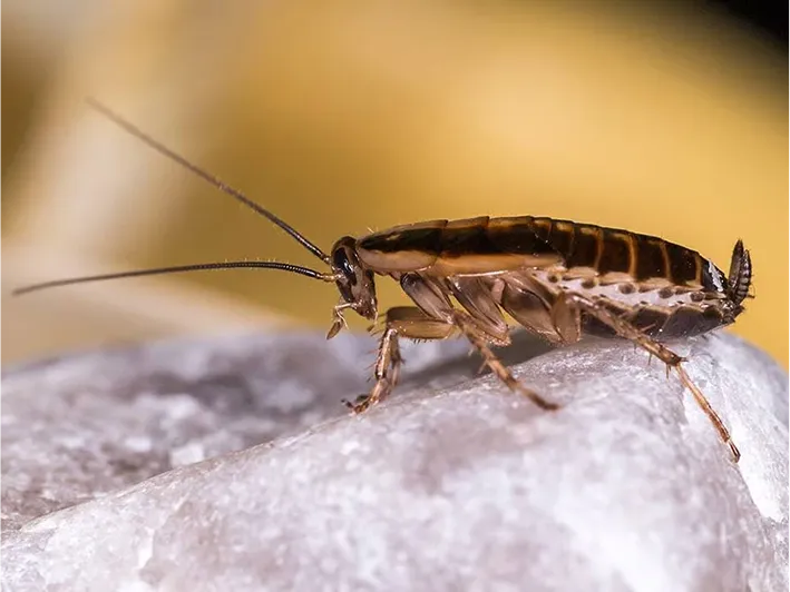 Cockroach Control