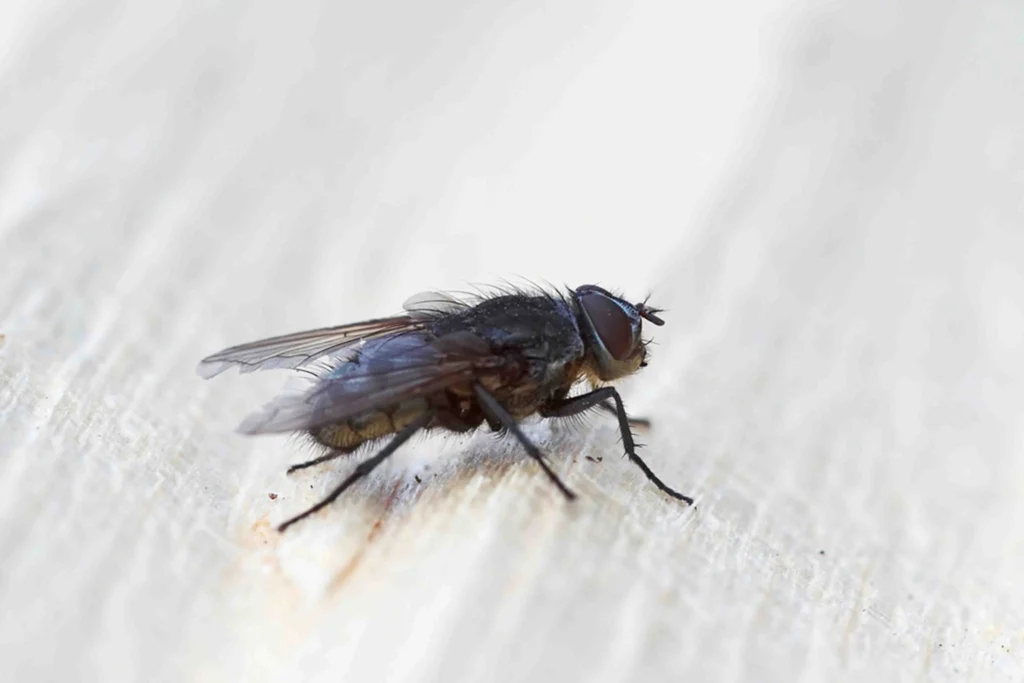 Flies Control