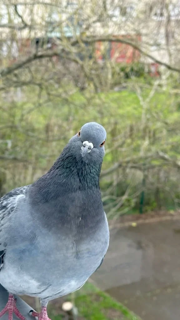 How to Prevent Pigeons