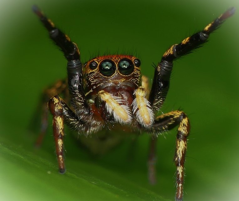 jumping spider