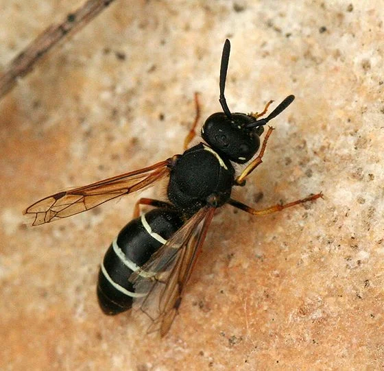 Black Wasp Insect
