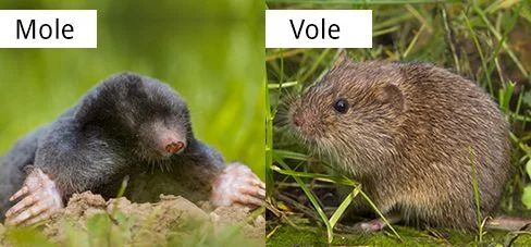 Voles vs Mice